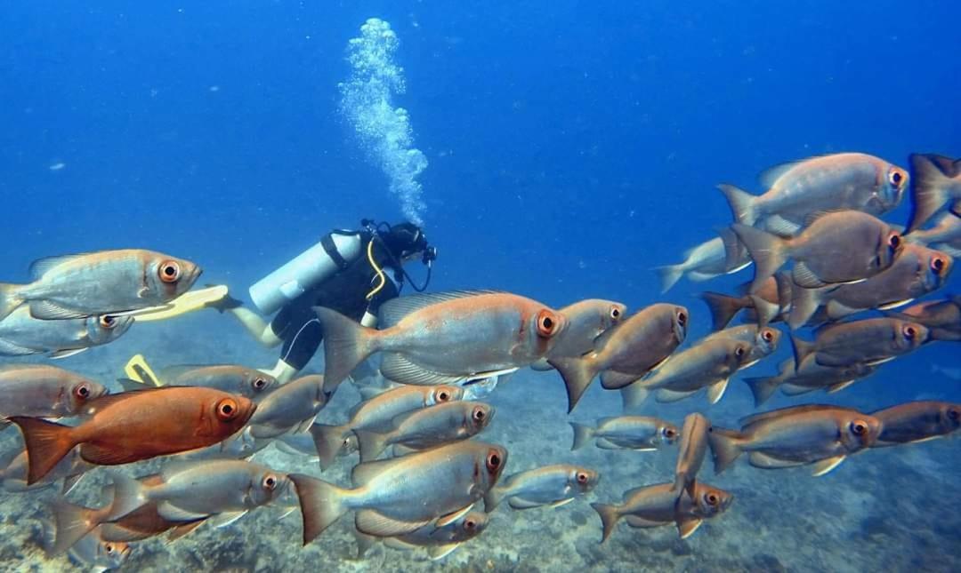 Ratu Kini Dive & Stay Isla Mana Exterior foto